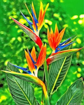 Bird Of Paradise Paint By Number.png