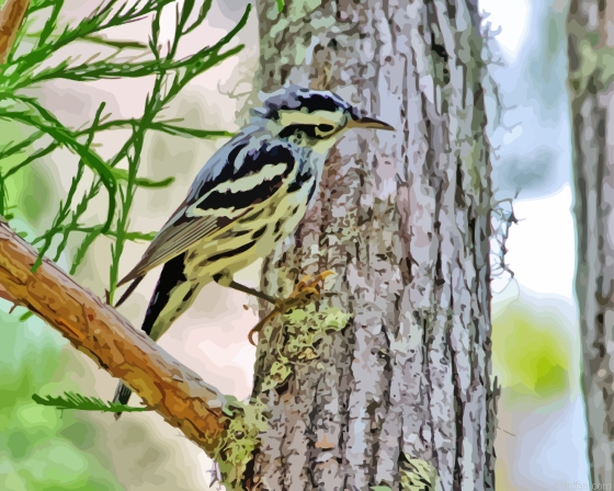Bird On Tree Paint By Numbers.png