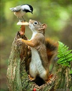 Bird Squirrel Paint By Numbers.png