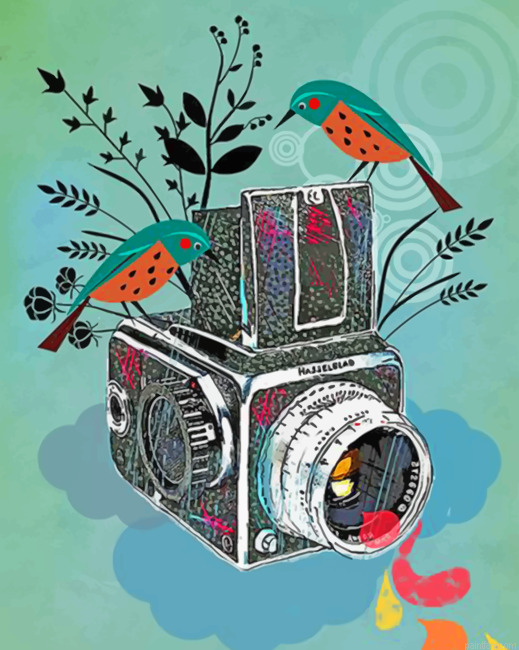 Birds And Camera Illustration Paint By Numbers.png