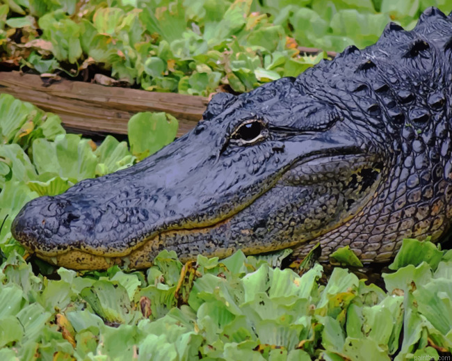 Black Alligator In Swamp Paint By Number.png