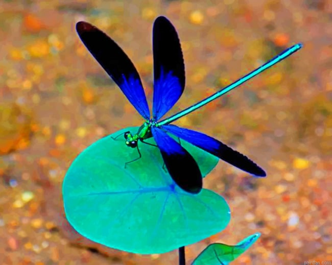 Black And Blue Dragonfly Paint By Numbers.png