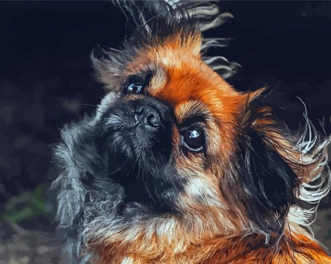 Black And Brown Pekingese Paint By Numbers.png