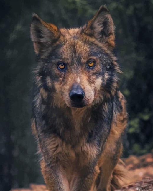 Black And Brown Wolf New Paint By Numbers.png