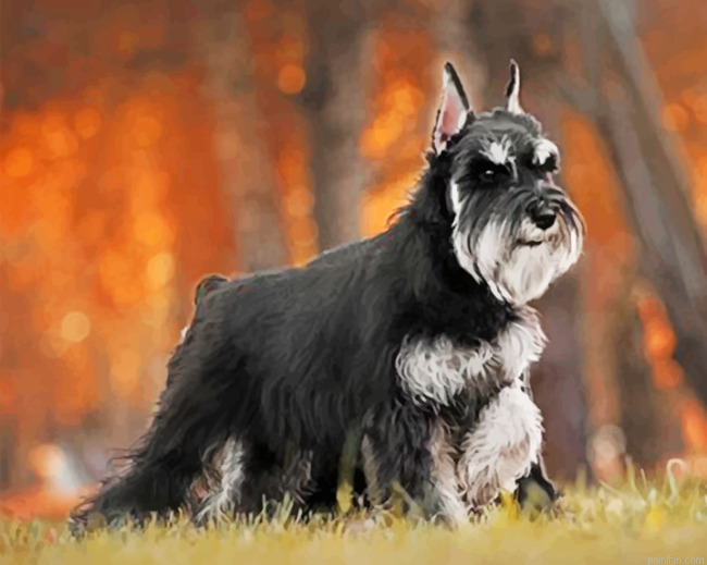 Black And Grey Schnauzer Paint By Number.png