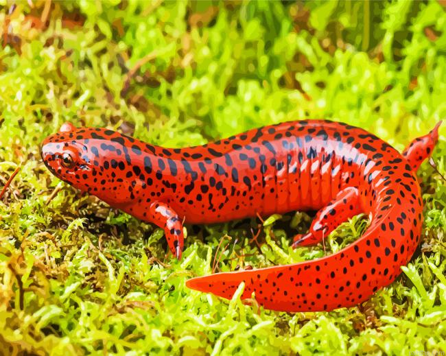 Black And Red Salamander Paint By Numbers.png