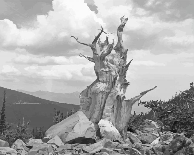 Black And White Bristlecone Pine Paint By Numbers.png
