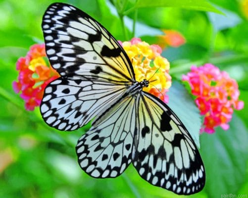 Black And White Butterfly Paint By Number.png