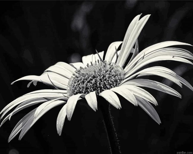 Black And White Daisy Blooming Paint By Numbers.png