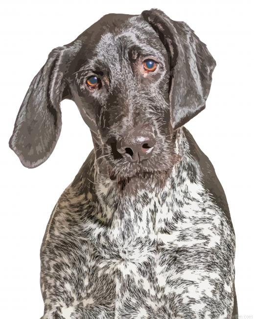 Black And White German Shorthair Pointer Paint By Numbers.png