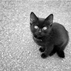Black And White Kitten Paint By Numbers.png