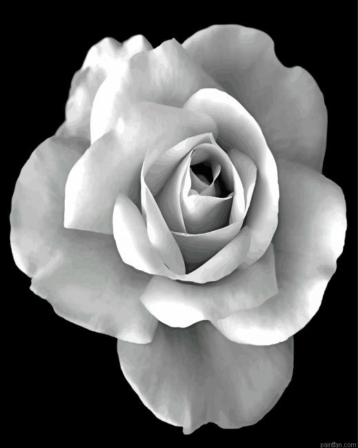 Black And White Rose Paint By Number.png
