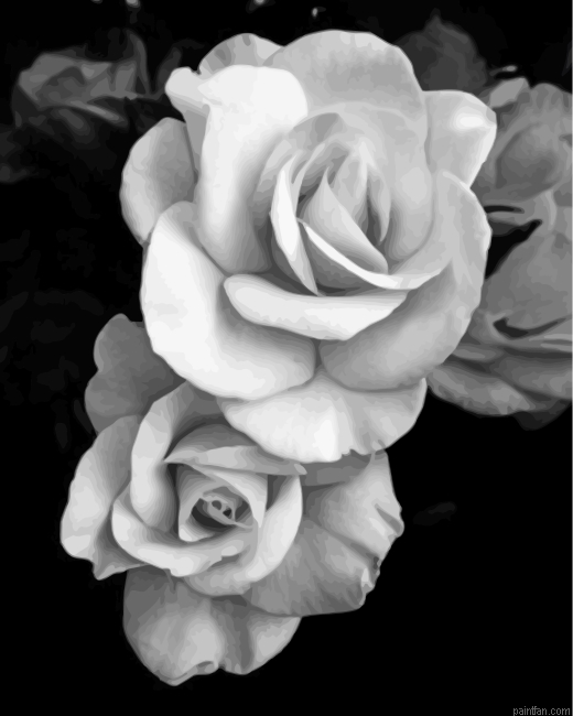 Black And White Roses Paint By Number.png