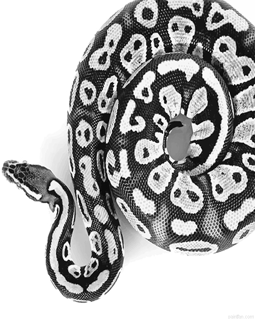 Black And White Royal Python New Paint By Numbers.png