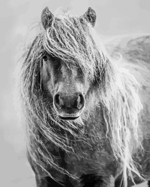 Black And White Shetland Pony Paint By Numbers.png