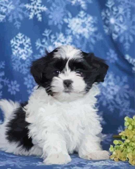 Black And White Shih Tzu Maltese Paint By Numbers.png