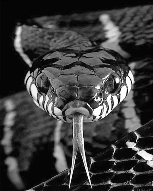 Black And White Snake New Paint By Numbers.png