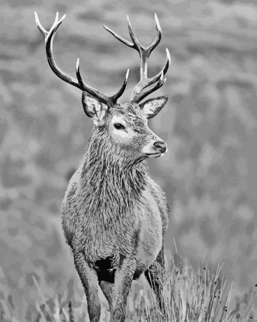 Black And White Stag Paint By Numbers.png