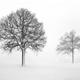 Black And White Trees Paint By Numbers.png