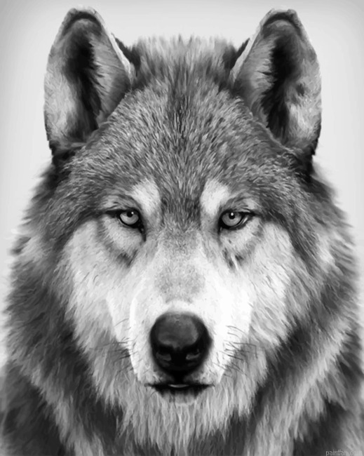Black And White Wolf New Paint By Numbers.png