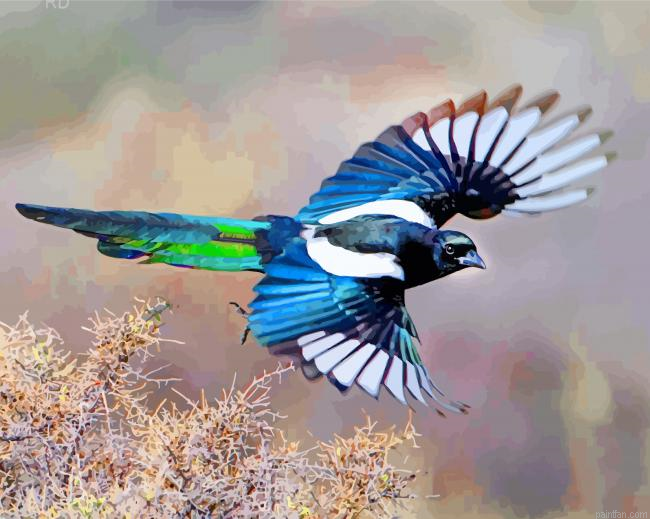Black Billed Magpie Bird Paint By Number.png