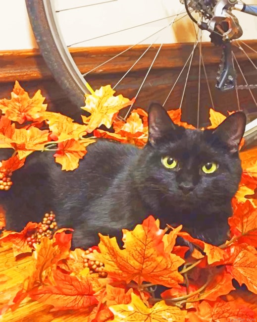 Black Cat In Autumn New Paint By Numbers.png