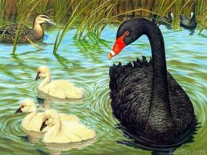 Black Ducks Paint By Numbers.png