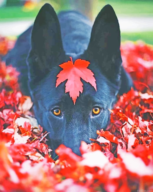 Black German Shepherd Fall New Paint By Numbers.png