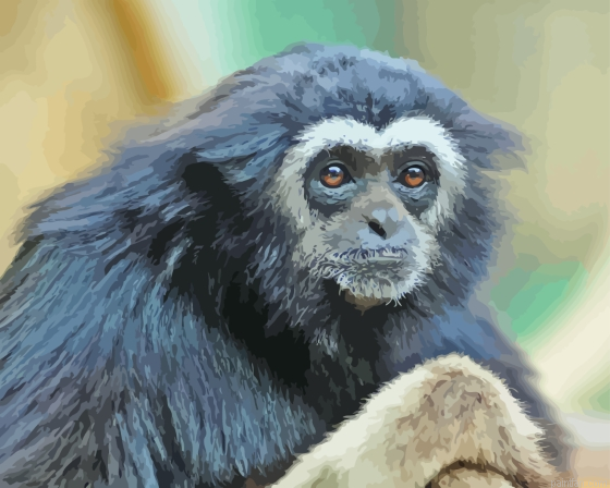 Black Gibbon Paint By Numbers.png