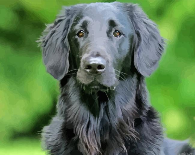 Black Golden Retriever Paint By Numbers.png