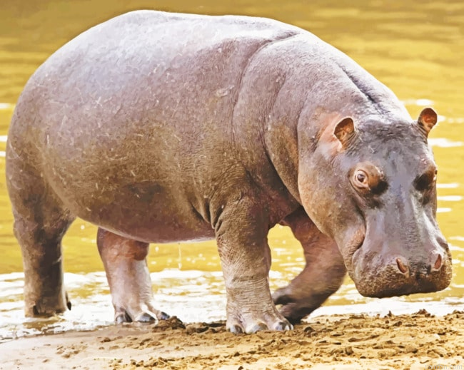 Black Hippopotamus Animal Paint By Number.png