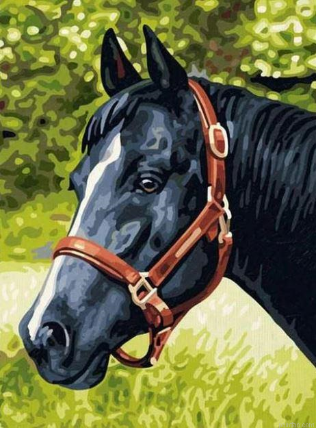 Black Horse Paint By Numbers.png