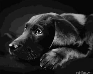 Black Labrador Paint By Numbers.png