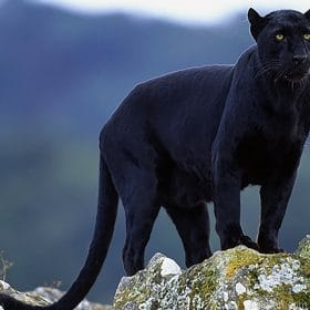 Black Panther In The Wild Paint By Numbers.png