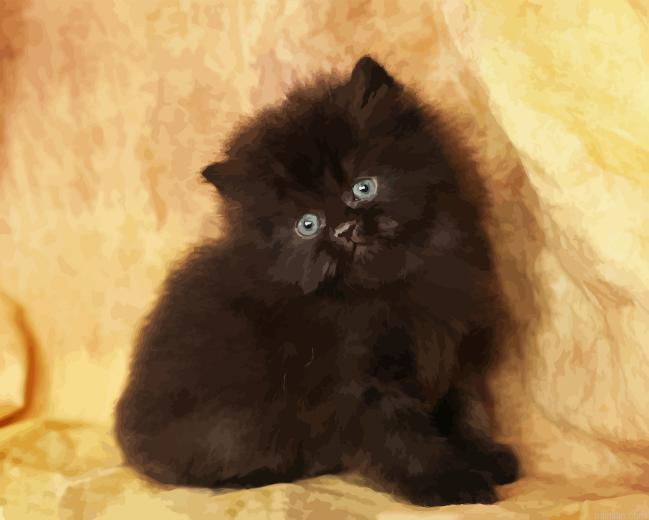 Black Persian Paint By Numbers.png