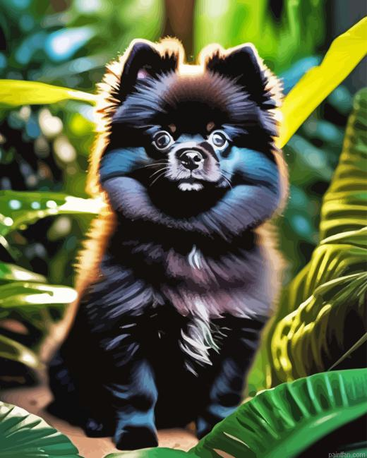Black Pomeranian Paint By Numbers.png