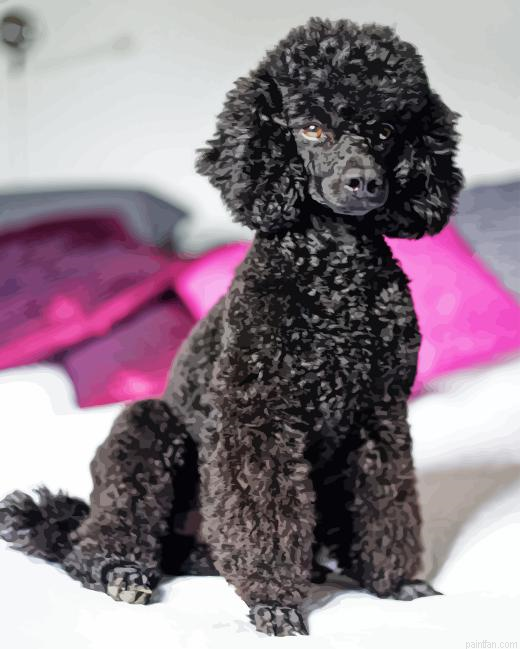 Black Poodles Paint By Numbers.png