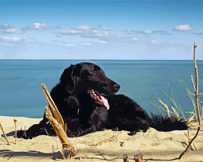 Black Retriever On The Beach Paint By Numbers.png