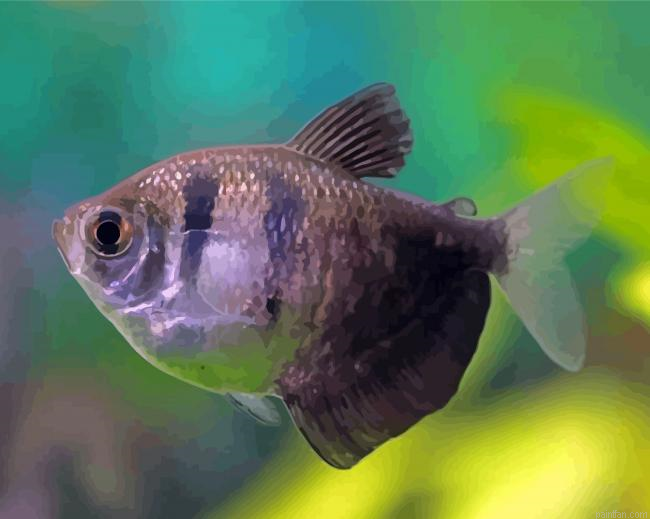 Black Skirt Tetra Paint By Numbers.png