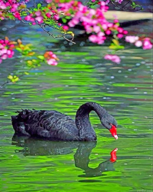 Black Swan Paint By Number.png