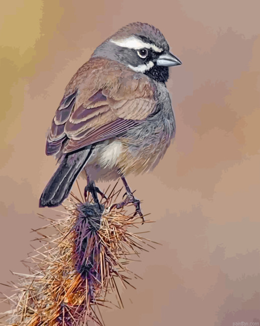 Black Throated Sparrow Paint By Number.png