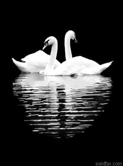 Black White Swan Paint By Numbers.png