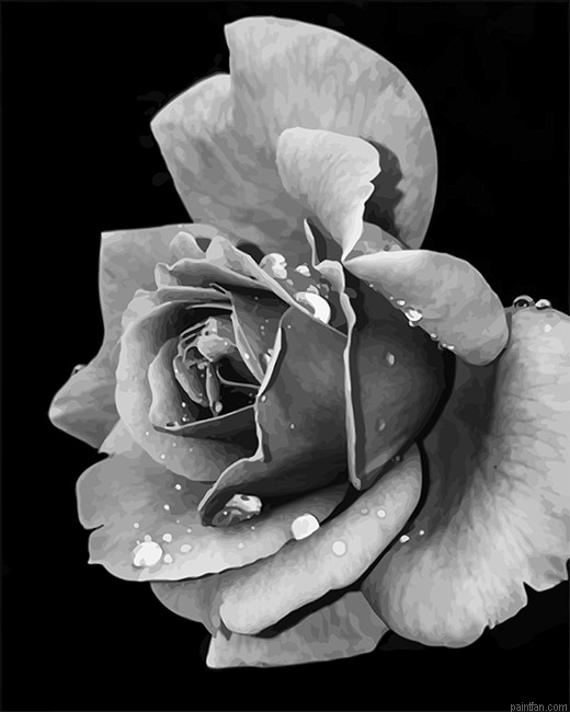 Black And White Rose New Paint By Numbers.png