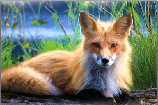 Blond Fox Paint By Numbers.png