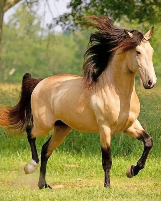 Blonde Horse New Paint By Numbers.png