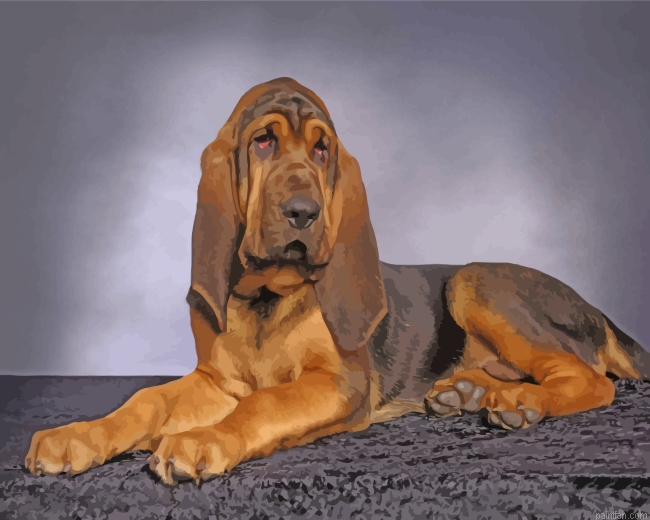 Bloodhound Dog Animal Paint By Number.png