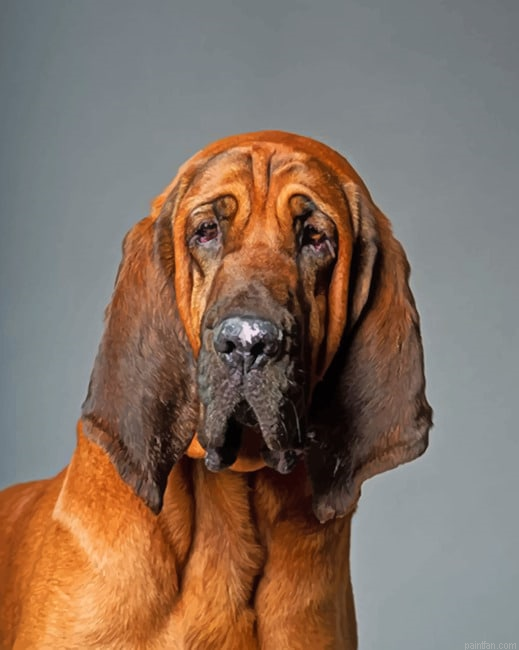 Bloodhound Dog Paint By Number.png