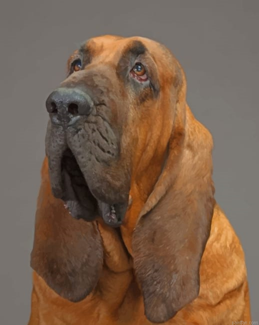 Bloodhound Paint By Number.png