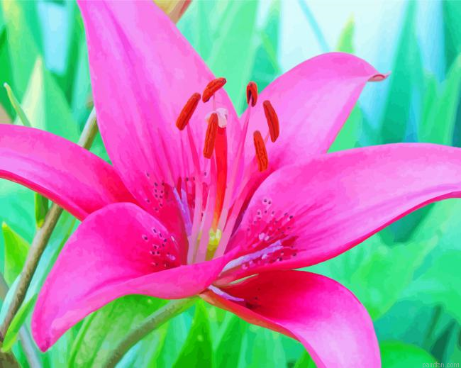 Blooming Pink Lily Paint By Numbers.png