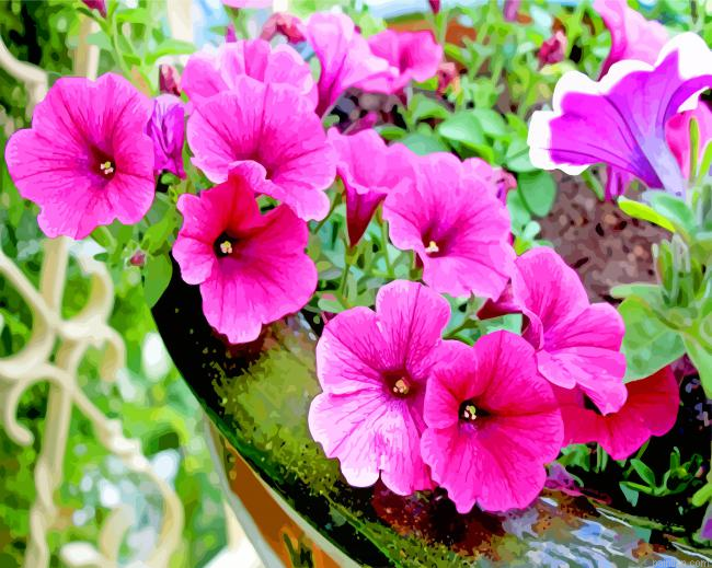 Blooming Pink Petunia Paint By Number.png